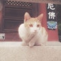 [나썸묘] 나랑 썸타는 고양이 - #1. 절에사는 고양이 쫑쫑이!