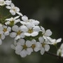 야생화| 봄에피는 조팝나무