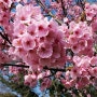 [봄의 후쿠오카] 벚꽃 명소 마이즈루공원(舞鶴公園)