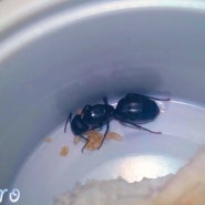 일본왕개미 워커 부화 (Camponotus japonicus)