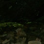 [북해도 여행]マッカウス洞窟のヒカリゴケ  막카우스 동굴의 빛나는이끼