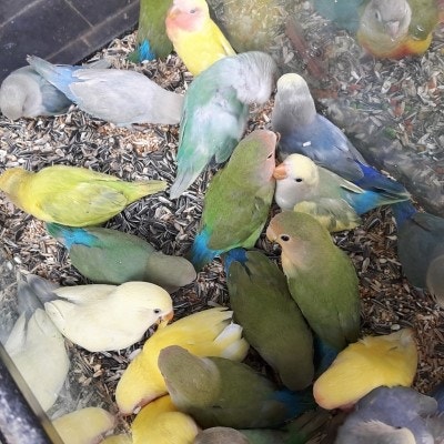 청계천 동물거리 조류원에서 데려온 앵무새 : 네이버 블로그
