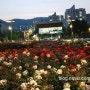 우리동네 정관 장미공원