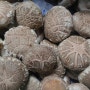 생식옥수수재배,표고버섯판매- 청춘표고버섯농장의 5월 24일 표고버섯재배 생식옥수수재배