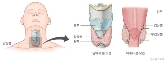 갑상선 기능 검사 - T3, T4, TSH, Free T4는 뭘까? : 네이버 블로그