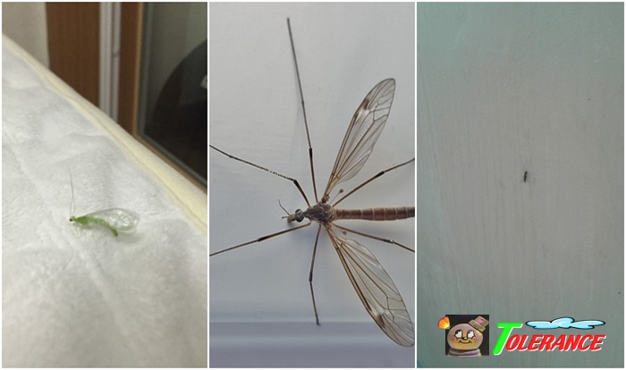 모기향에 모기가 죽는 이유와 원리 알아봐용! : 네이버 블로그