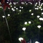 지금가기 딱 좋은 부산시민공원/부산시민공원 LED장미