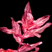 로탈라 마크란드라 '레드-바리게이티드' - Rotala macrandra 'Red-variegated'