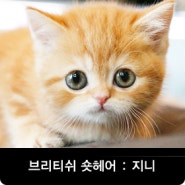 고양이분양 1위☆ 브리티쉬숏헤어 분양 ☆ 지니가 찾아왔어요 ^_^ !!