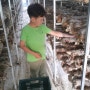 표고버섯재배,표고버섯판매 - 청춘표고버섯농장 아들과 표고버섯수확하기 ^^