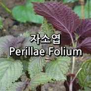 자소엽(Perillae Folium)
