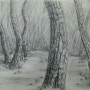 소나무숲 - 소묘