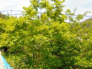 옻꽃(sumac flower)의 향기에 꿀벌이 춤을 춘다. orac 100대 식품 sumac bran 을 아시는지? : 네이버 블로그