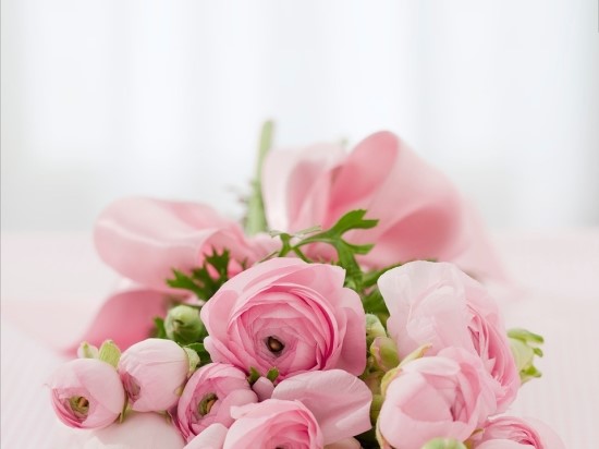 6월 1일 탄생화 :: 연분홍 장미 꽃말 : 네이버 블로그