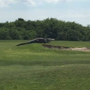 플로리다 골프장에 나타난 거대 악어!
