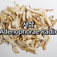 사삼(Adenophorae Radix)