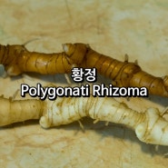 황정(Polygonati Rhizoma)