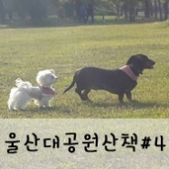 [콩깍지일상]울산대공원 강아지 산책