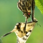 멸종위기, 꼬리명주나비의 아름다운 짝짓기