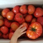 자연농법님의 토마토