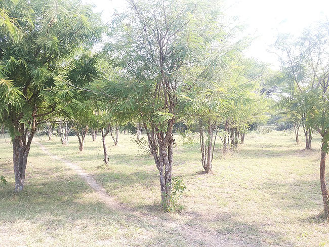 암라 오일과 암라 파우더 : 네이버 블로그