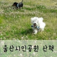 [강아지산책]울산 태화강공원 강아지산책