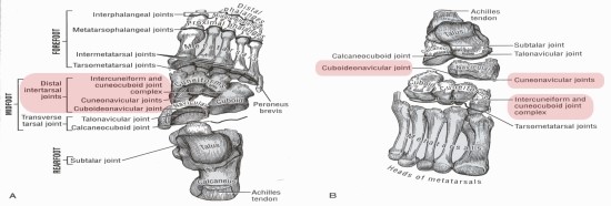 Ankle & Foot 족관절과 발 - Distal intertarsal Joint : 네이버 블로그