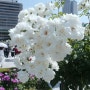 오사카여행! 노스쇼어 앞 나카노시마 공원 장미축제