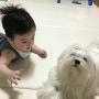 [+222일] 귀여운 아기와 강아지 - 저 8시 육아퇴근했어요ㅋㅋㅋ