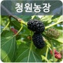 [주말농장] 뽕나무 열매 오디(오돌개)와 함께 여름이 익어가는 청원농장