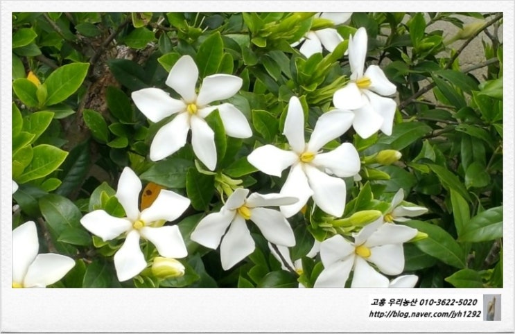 치자나무/ 치자꽃말, 치지향기, 치자나무종류, 6월에 피는꽃 : 네이버 블로그