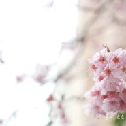 NX미니 :) 이른 온천천 벚꽃 산책, 핸즈커피