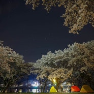 벚꽃 캠핑