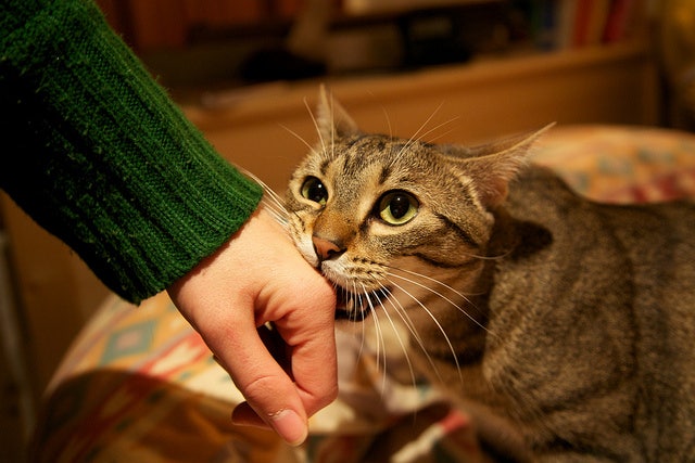 고양이가 무는 이유: 고양이가 갑자기 물어요! : 네이버 블로그