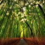 [교토 오사카여행]대나무숲으로 유명한 아라시야마+세계문화유산인 텐류지