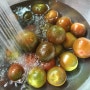 [화천 여행] 흑토마토가 익어가는 계절....<화천 흑토마토 농장>
