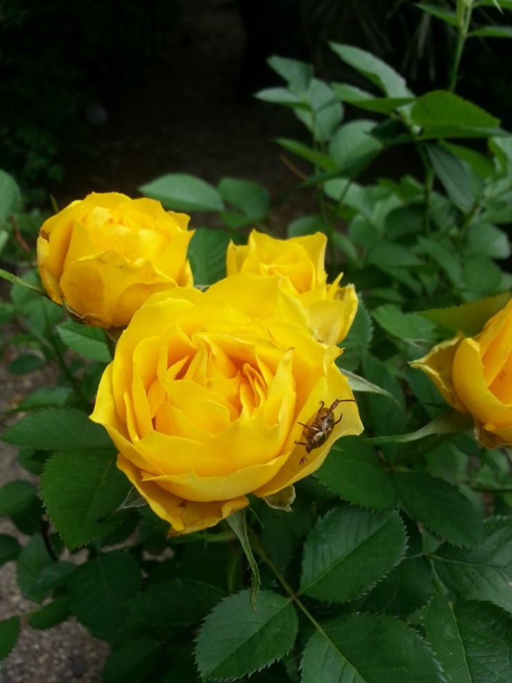 노란장미(Yellow Rose) •노란장미 꽃말 : 네이버 블로그