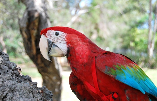 [앵무새예약/분양] - 홍금강앵무새,홍금강앵무 Green winged macaw (Ara chloropterus) : 네이버 블로그