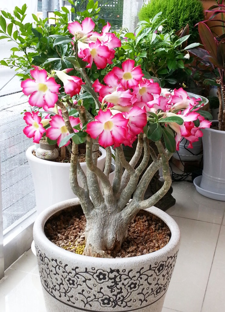 석화, 사막의 장미(Adenium Obesum) 키우기, 월동 온도, 물주기, 분갈이, 거름주기, 햇빛 : 네이버 블로그