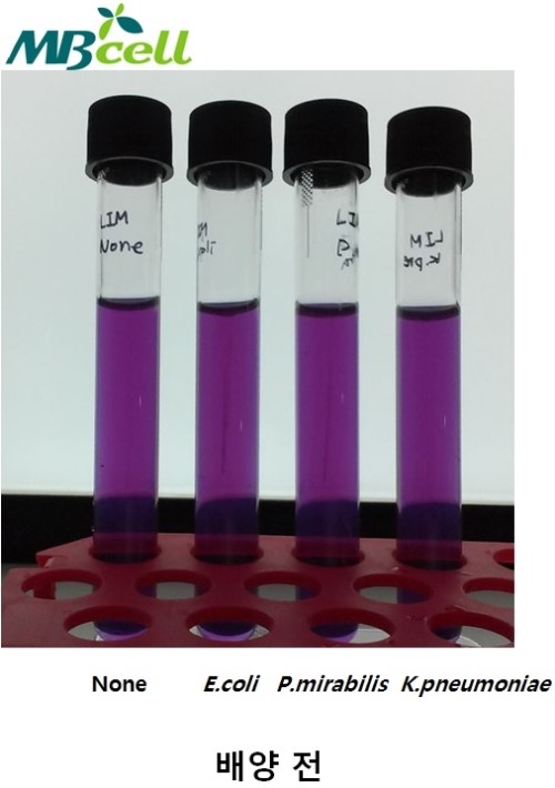 LIM (Lysine Indole Motility) Semi Solid를 이용한 생화학 테스트 : 네이버 블로그