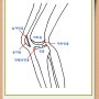 무릎 관절 반월상연골의 중요성