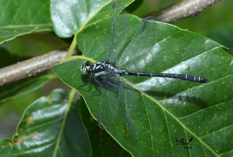 쇠측범잠자리 (수컷) Davidius lunatus : 네이버 블로그