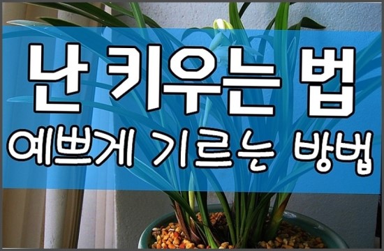 서양난종류 동양난종류 난종류사진난 키우는법 정보 알아보기 : 네이버 블로그