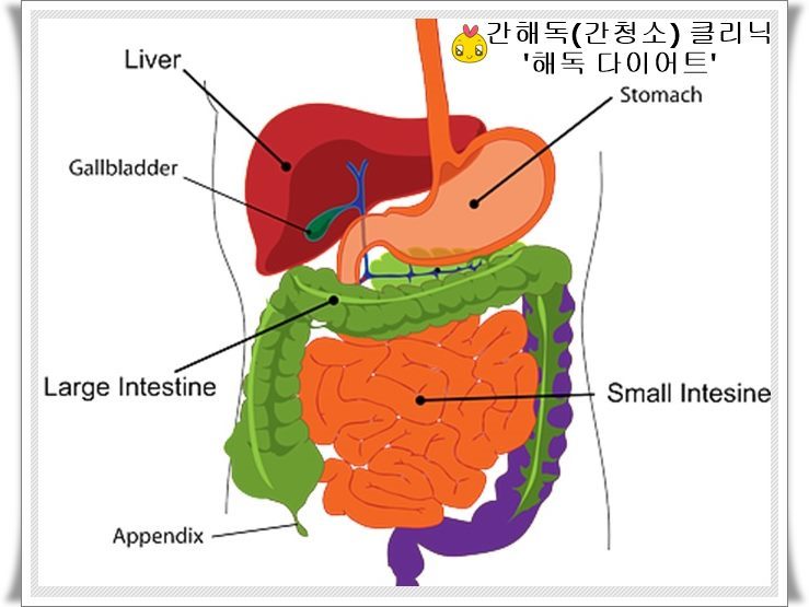 간의 구조와 간기능 : 네이버 블로그