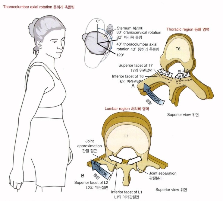 요추 회전굴곡증후군(lumbar rotation-flexion syndrome) : 네이버 블로그