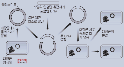 새로운 도약, 유전자 재조합 기술에 대해 알아볼까요. #농기평 기자단 : 네이버 블로그