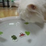연못속이야기 수반판매(고양이 , 강아지 물그릇)