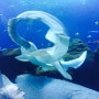 #Georgia Aquarium