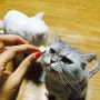 [초크앤페퍼] 고양이간식 '마도로스펫'