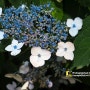 산수국 - 여름에 피는꽃